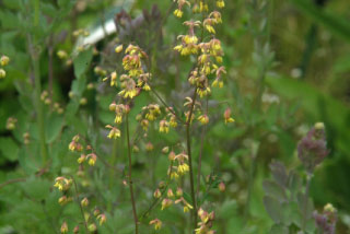 Thalictrum minusKleine ruit bestellen